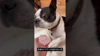 新規のケアグッズを疑う犬 #ボストンテリア
