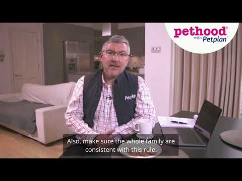 How to Stop Your Dog From Begging.