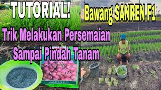 Download lagu Trik Atau Cara Semai Sampai Pindah Tanam Bawang SANREN F1 mp3