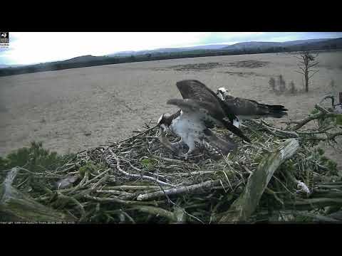 Foulshaw Moss Ospreys return in March 2020