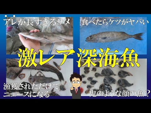 【激レア】図鑑でしか見られないような深海魚たちに出会えたので観察してきた（ちょっとサメ多めかも）