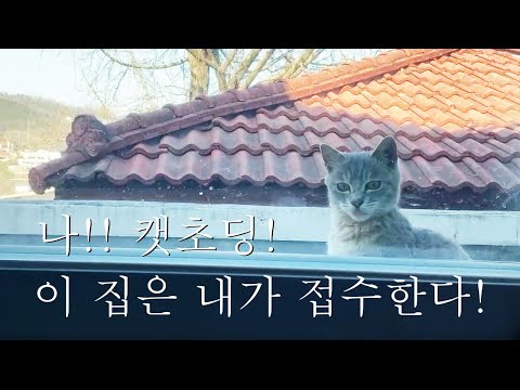 어이!! 캣초딩! 너 요즘 우리집에 자주 온다?? 들어올래??