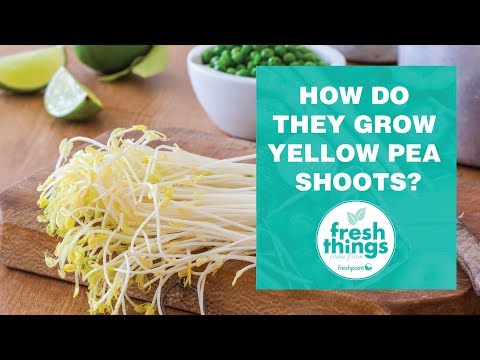Fresh Things: How do they grow yellow pea shoots?
