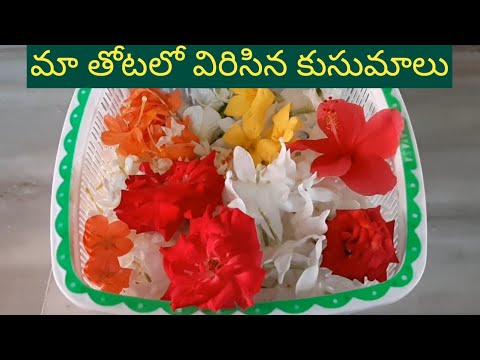 Flowers in our garden