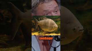 ANIMAIS QUE SÓ EXISTEM POR CAUSA DOS SERES HUMANOS #richardrasmussen #animais #humanos