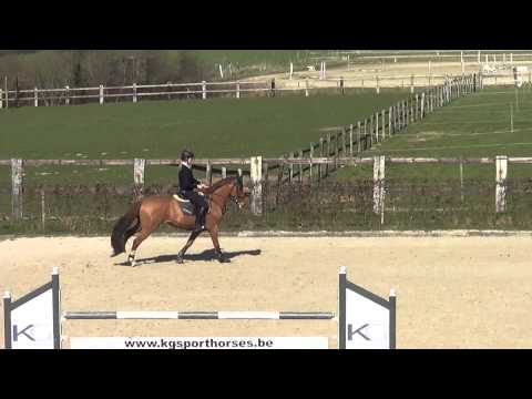 El Charro m20 Oefenjumping Vanderhasselt 16/03/14