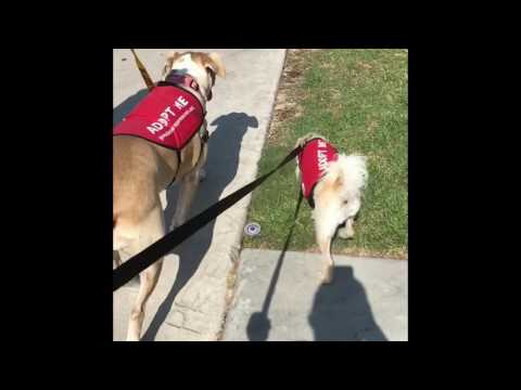 Newton, an adopted Poodle & Terrier Mix in Redondo Beach, CA_image-1