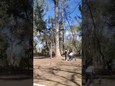 Arboles en Parque Morales en San Luis Potosí, Mexico #shortsfeed #turismo  #mexicancity #travel