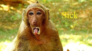 Hot News! Very Sadness, SP Vomiting Much Sweat Pea gotten Sick -  How about SP now?