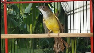 Download lagu Panggilan BIRAHI untuk Cucak JENGGOT BETINA agar Langsung NYAUT GACOR | pancing cucak jenggot Betina mp3