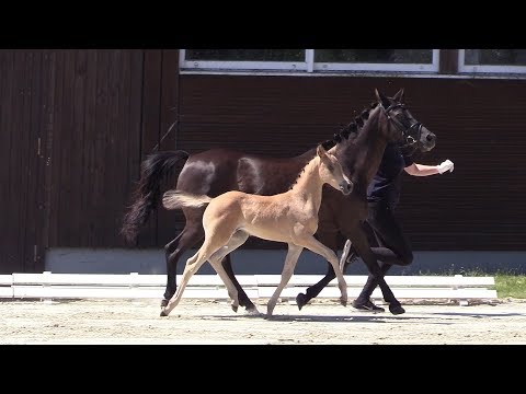 Nr 51 DAYLISS - SF von Dating AT - Silvertops Robin, *11.06.2018