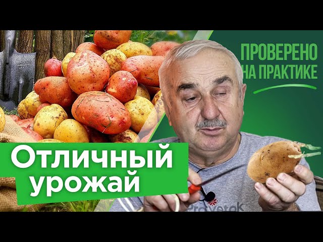 САМЫЙ ПРОСТОЙ СПОСОБ ПОВЫСИТЬ УРОЖАЙНОСТЬ КАРТОФЕЛЯ! Как подготовить клубни картофеля к посадке