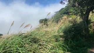 110.11.05. 向天山往面天山 賞芒花