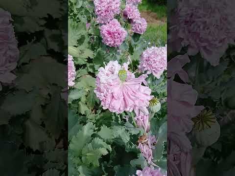 "Mis Sueños"  Humberto 1° Santa fe  Argentina