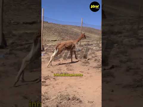 Arequipa: más de 120 vicuñas fueron esquiladas durante el primer chaku realizado en Callalli
