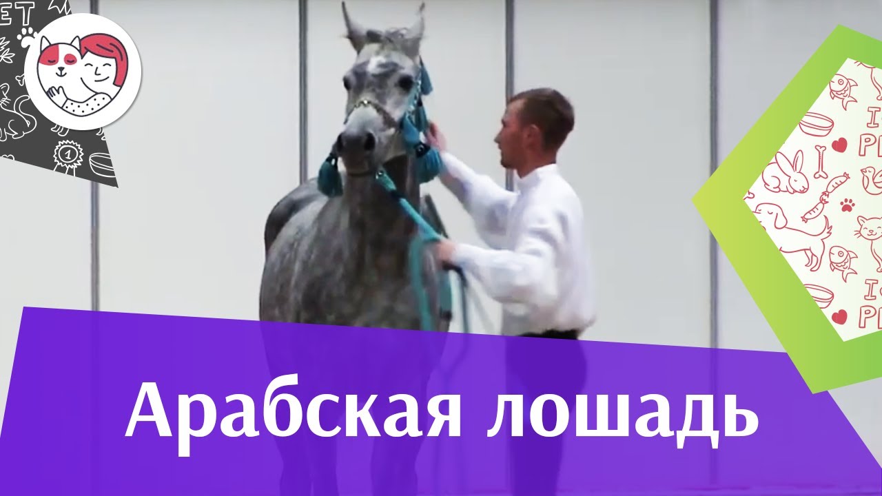 ЛОШАДИ Арабская порода ЭКВИРОС 2016 на ilikepet