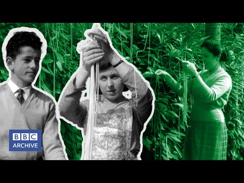 1957: The SPAGHETTI HARVEST | Panorama | Classic BBC clips | BBC Archive thumnail