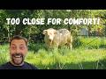 PART 1! Uninvited Guest! My French Farmhouse Gets a Visitor in The Garden (almost)