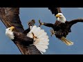 One Shark A Sky Full Of Eagles The Craziest Battle Ever I Ve Ever Filmed
