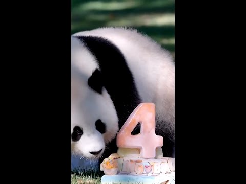 Panda celebrates fourth birthday at Smithsonian National Zoo
