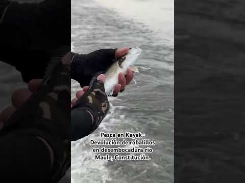 Pesca en Kayak- Devolución de robalillos en desembocadura río Maule, Constitución