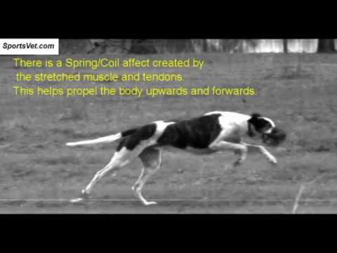 Sprint Actions of the Dog and Biomechanics of the Dog While Running