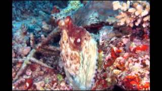 preview picture of video 'Diving Slideshow from Ra Divers & Volivoli Beach Resort - Fiji'