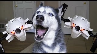 Dog vs. Drones: Mishka the Talking Husky