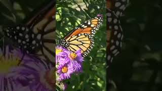 Download lagu underated animal that can kill apex predator in minutes mp3