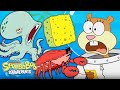 SpongeBob Characters Become Real Animals! 🐟 'Feral Friends' | SpongeBob