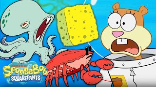 SpongeBob Characters Become Real Animals! 🐟 Fer