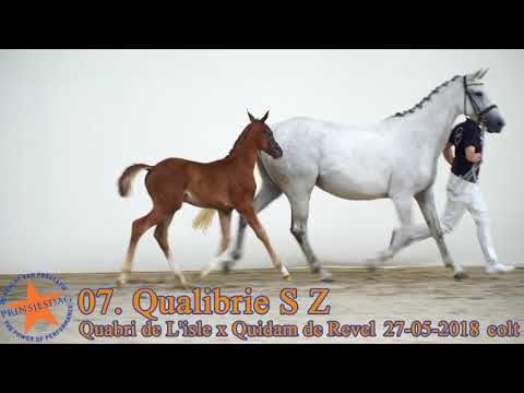 07 Qualibrie S Z v. Quabri de l’Isle x Quidam de Revel www.prinsjesdag.eu