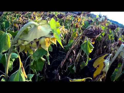 ЛОВ НА ГРИВЯК 8