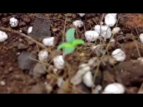 Narkush grow indoor 2 days