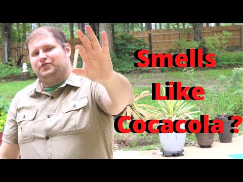 Smells Like Grown Up Cocacola ? - Chinoto Dark By Abaton - Let's Talk about this One !