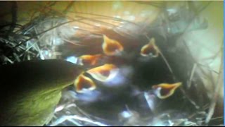 House Wrens in Nest Box Mini-Documentary