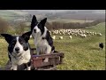 Two Amazing Collie Sheepdogs Herding Sheep In Scotland