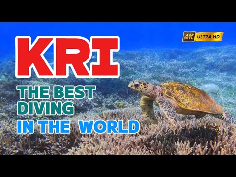 This Reef Has More Fish Species Than You've Ever Seen | 4K Documentary