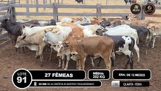 Vídeo LOTE 91