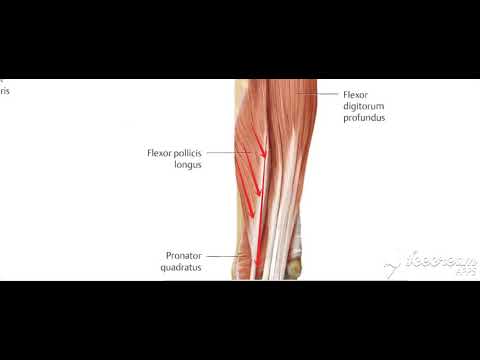Skeletal muscles forms 4