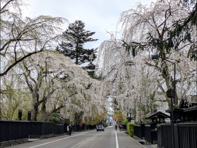 2025 [Kakunodate Cherry Blossoms] Blooming Status April 25th