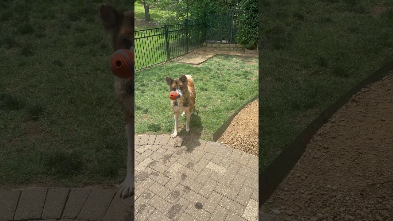Tanuki, a ADOPTABLE mixed breed in New York, NY video 6/6