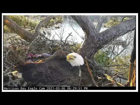 HBEC 030621 0629pm Elliott brings fish to Athena and chicks