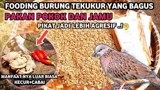 Download lagu PAKAN DAN DOPING UNTUK PIKAT TEKUKUR mp3