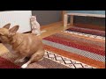 Cat Stares at Dog as he Walks While Dragging his Butt on the Rug - 1171697