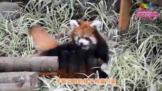 [問卦] 動物園裡有什麼必做必看的八卦?