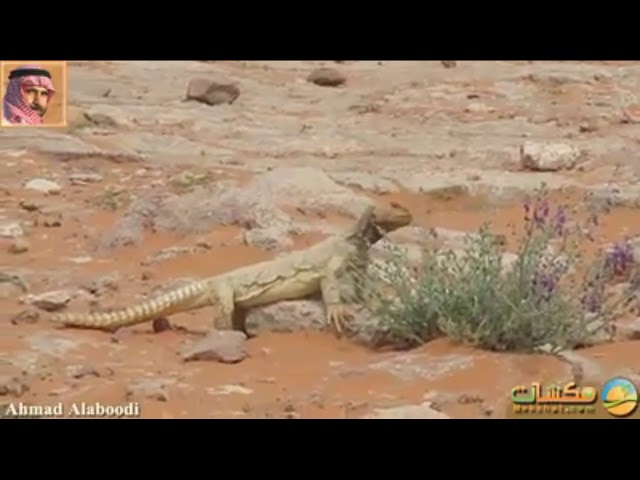 Yang Halal Daging Dhabb, Bukan Biawak