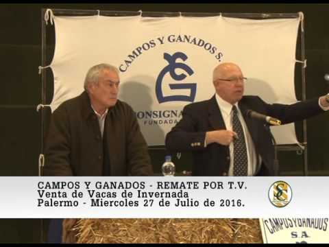 27-07-16 Venta de Vacas de Invernada - Campos y Ganados S.A. - Palermo 2016.