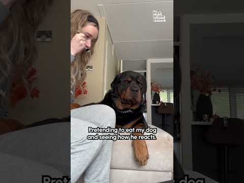 Un chien réagit à sa mère qui fait semblant de le manger