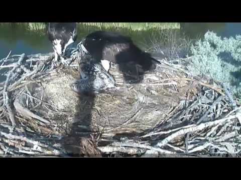 7/4/16 Parents alternately feeding osprey chick - Boulder County Osprey Cam